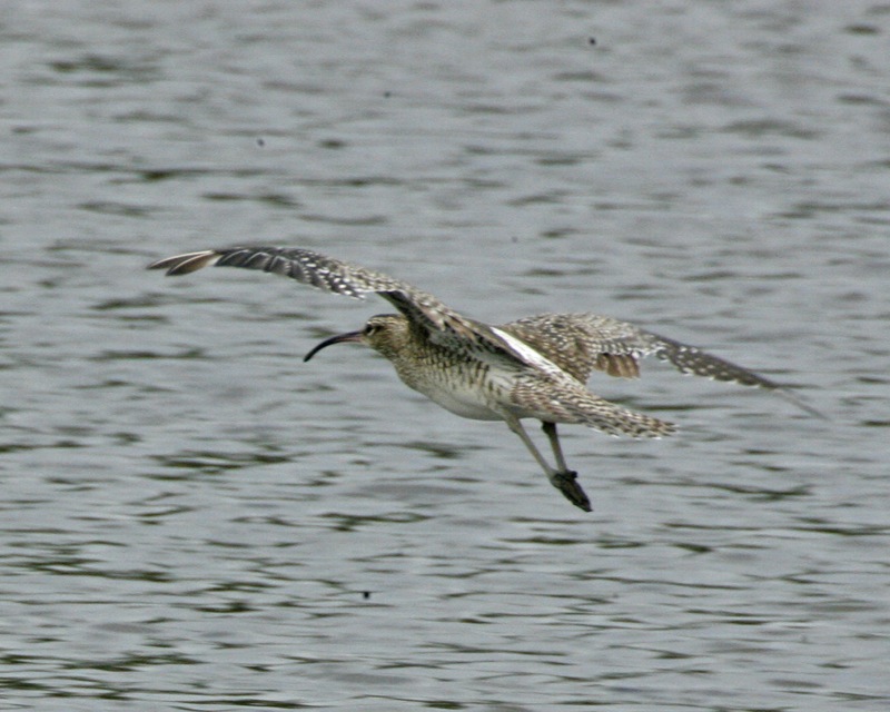 Whimbrels