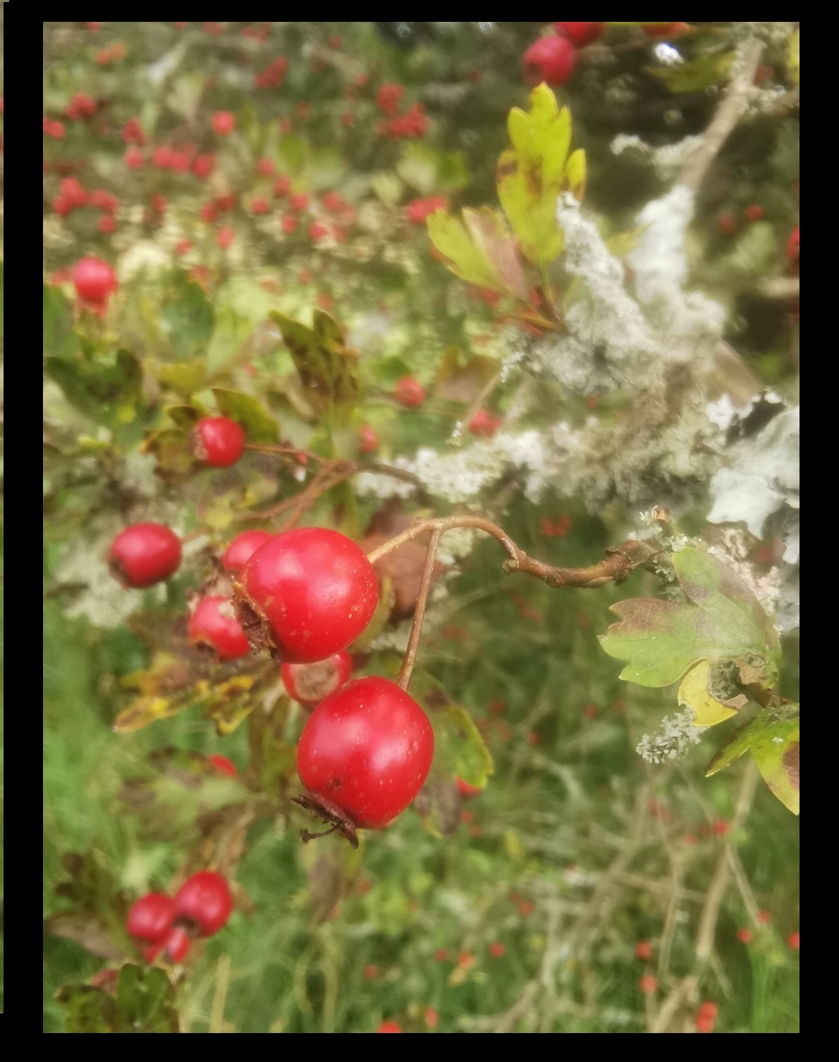 Hawthorn for my lovers heart